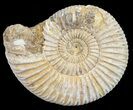 Perisphinctes Ammonite - Jurassic #54220-1